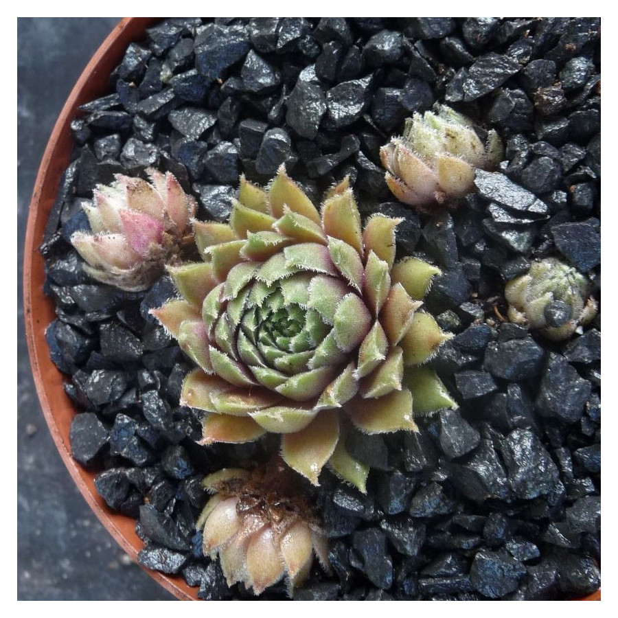 Sempervivum Racey Rojnik