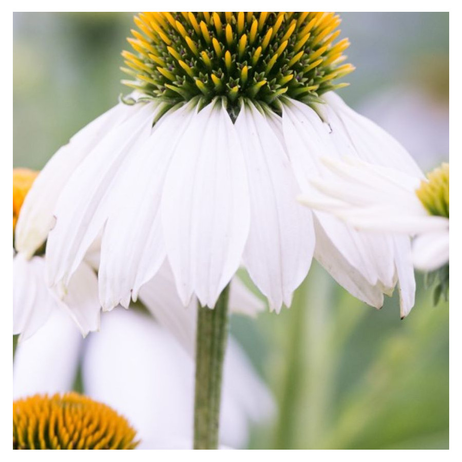 Echinacea purpurea Alba Jeżówka purpurowa- Rośliny od Ogrodnika Szkółka Barcikowscy