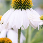 Echinacea purpurea Alba Jeżówka purpurowa- Rośliny od Ogrodnika Szkółka Barcikowscy