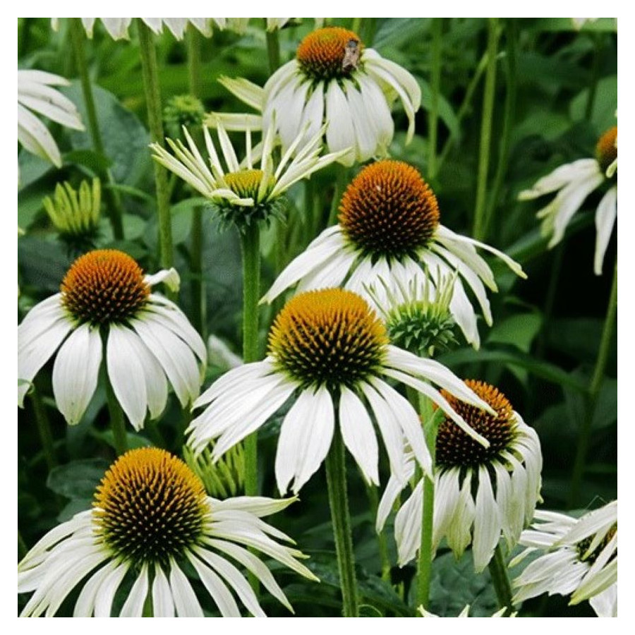 Echinacea purpurea Alba Jeżówka purpurowa- Rośliny od Ogrodnika Szkółka Barcikowscy