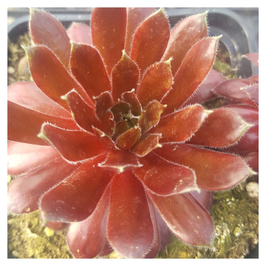 Sempervivum Queenie Rojnik