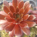 Sempervivum Queenie Rojnik