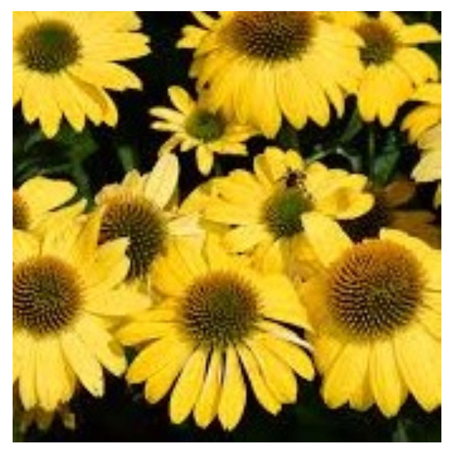 Echinacea purpurea PollyNation Golden Yellow Jeżówka purpurowa