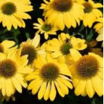 Echinacea purpurea...