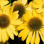 Echinacea purpurea PollyNation Golden Yellow Jeżówka purpurowa
