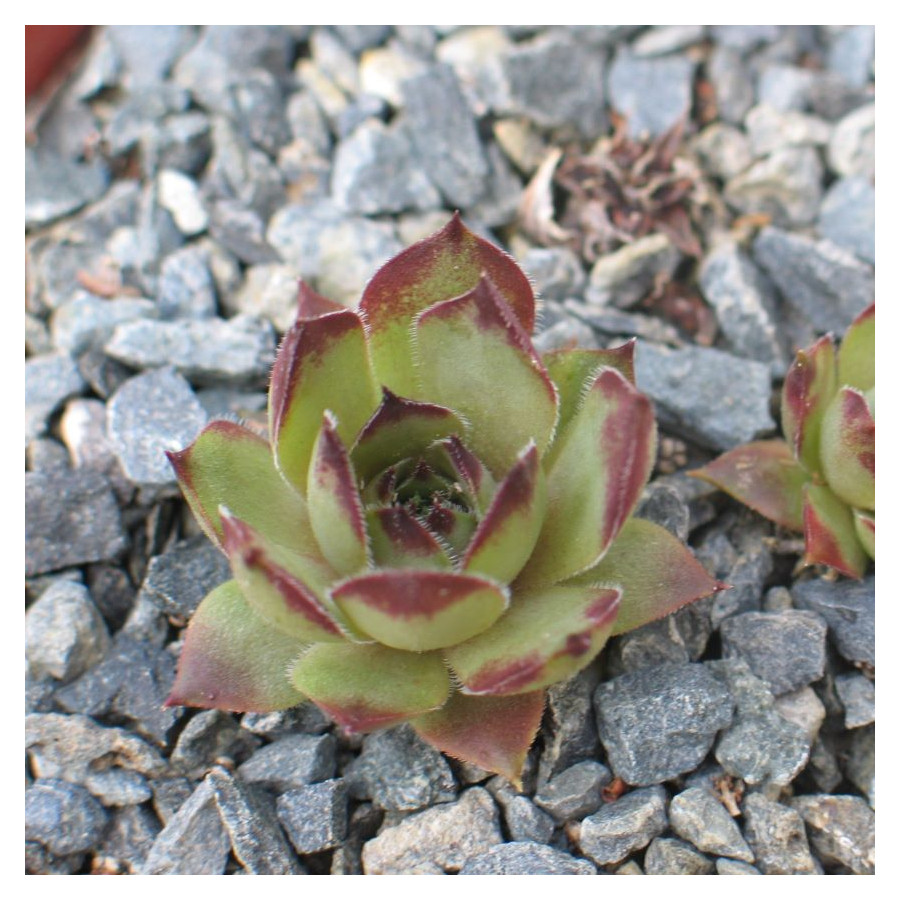 Sempervivum Queen Amealia Rojnik