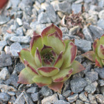 Sempervivum Queen Amealia...