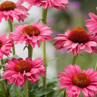 Echinacea purpurea...