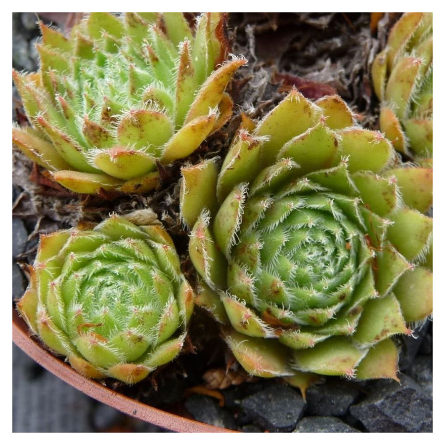 Sempervivum Quax Rojnik