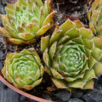 Sempervivum Quax Rojnik