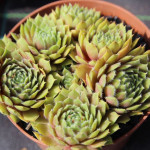 Sempervivum Quax Rojnik