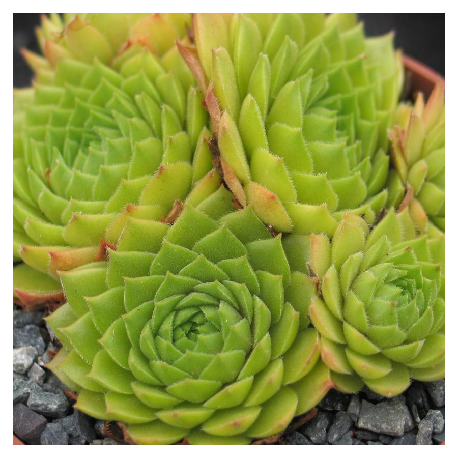 Sempervivum Quatsch Rojnik