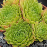 Sempervivum Quatsch Rojnik