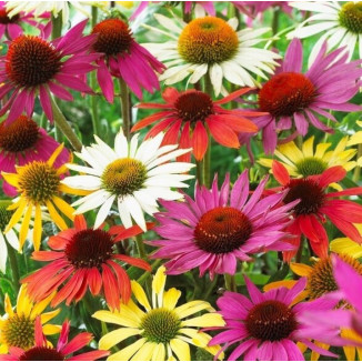 Echinacea purpurea PollyNation Mix Jeżówka purpurowa- Rośliny od Ogrodnika Szkółka Barcikowscy