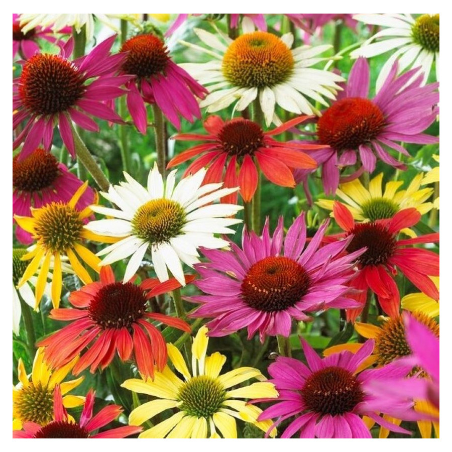 Echinacea purpurea PollyNation Mix Jeżówka purpurowa- Rośliny od Ogrodnika Szkółka Barcikowscy