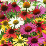 Echinacea purpurea PollyNation Mix Jeżówka purpurowa- Rośliny od Ogrodnika Szkółka Barcikowscy