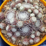 Sempervivum Quarkstuck Rojnik