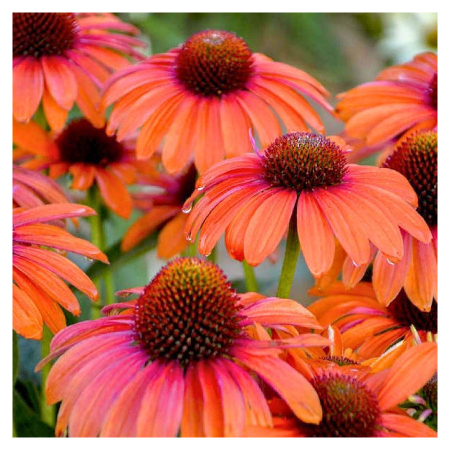 Echinacea purpurea PollyNation Orange Red Jeżówka purpurowa- Rośliny od Ogrodnika Szkółka Barcikowscy