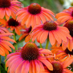 Echinacea purpurea PollyNation Orange Red Jeżówka purpurowa- Rośliny od Ogrodnika Szkółka Barcikowscy