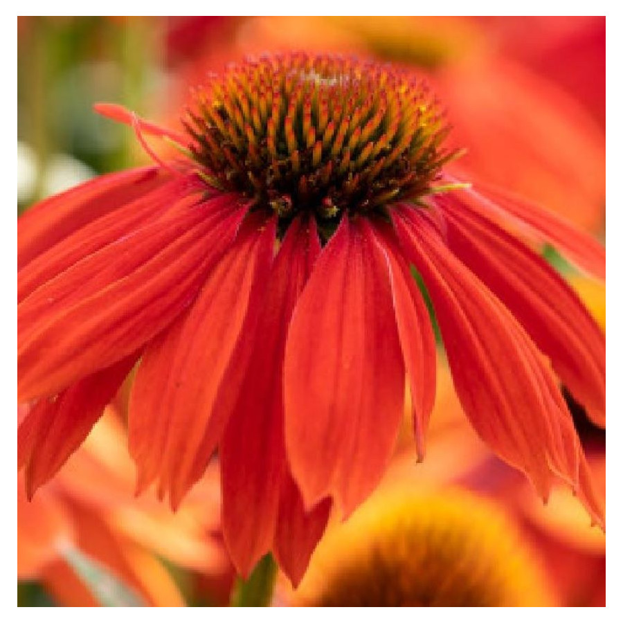 Echinacea purpurea PollyNation Orange Red Jeżówka purpurowa- Rośliny od Ogrodnika Szkółka Barcikowscy