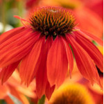 Echinacea purpurea PollyNation Orange Red Jeżówka purpurowa- Rośliny od Ogrodnika Szkółka Barcikowscy
