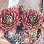 Sempervivum Purpurkranz Rojnik