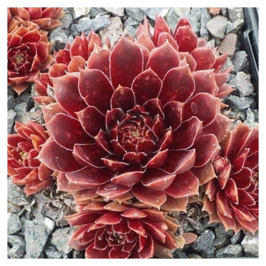 Sempervivum Purpurkranz Rojnik