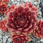 Sempervivum Purpurkranz Rojnik