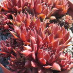 Sempervivum Purple Passion...