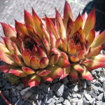 Sempervivum Purple Haze Rojnik