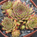 Sempervivum Purple Haze Rojnik