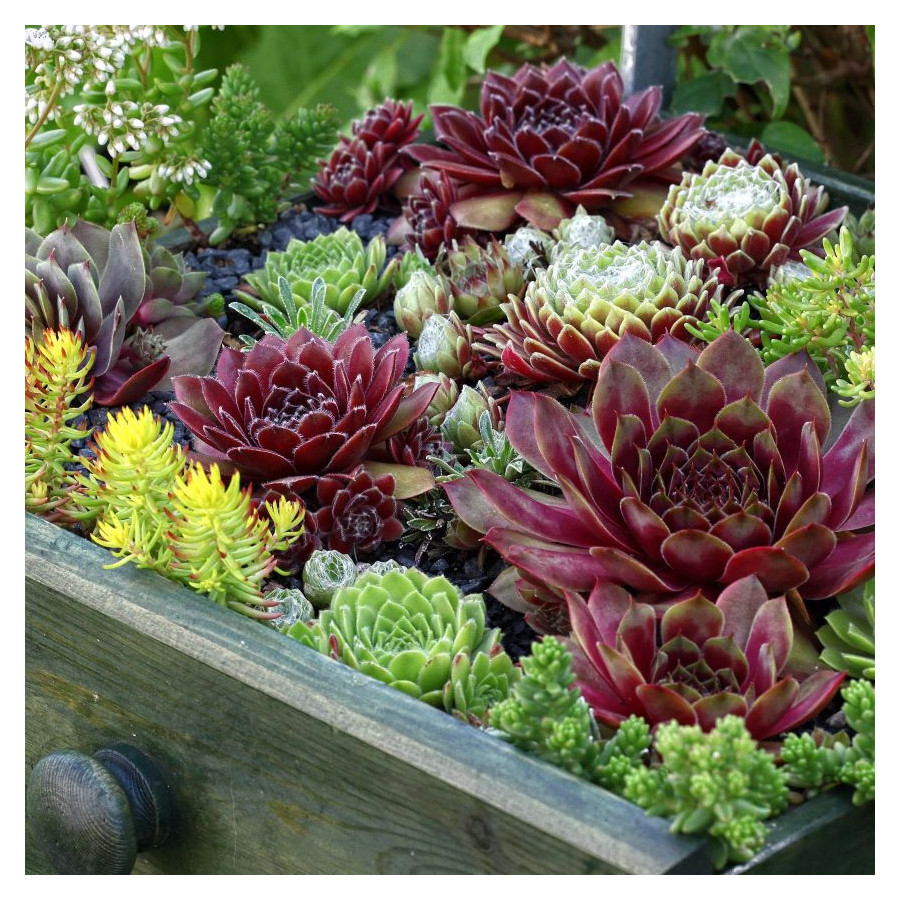 Sempervivum Purple Ginger Rojnik