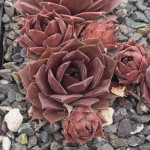 Sempervivum Purple Ginger Rojnik