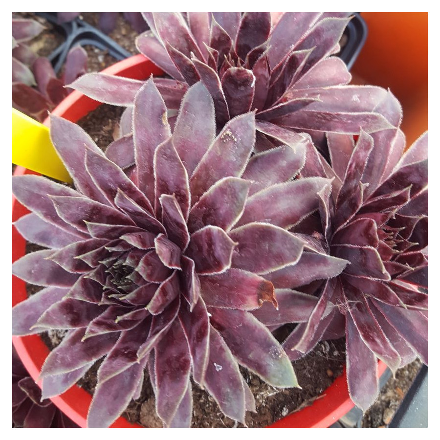 Sempervivum Purple Dazzler Rojnik