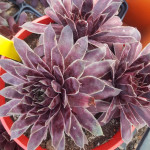 Sempervivum Purple Dazzler...