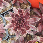 Sempervivum Purple Dazzler Rojnik