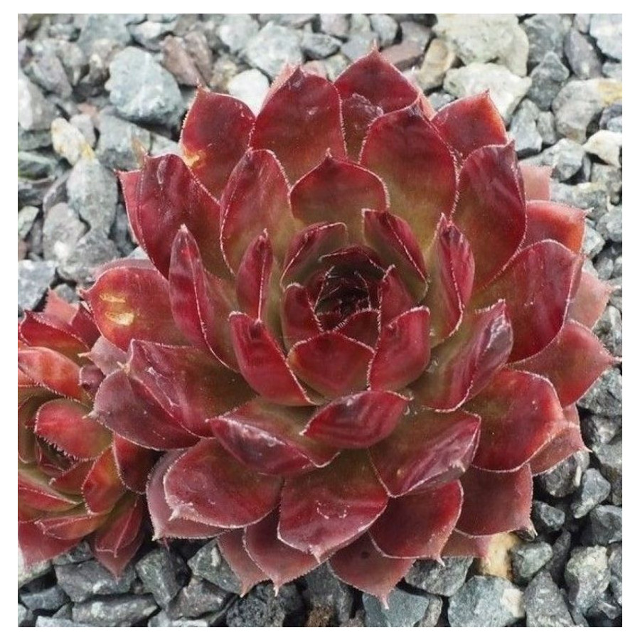 Sempervivum Purple Bronze Rojnik