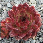 Sempervivum Purple Bronze...