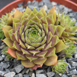 Sempervivum Purple Beauty Rojnik