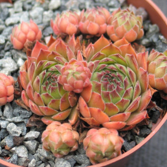 Sempervivum Purdy's 90-1...