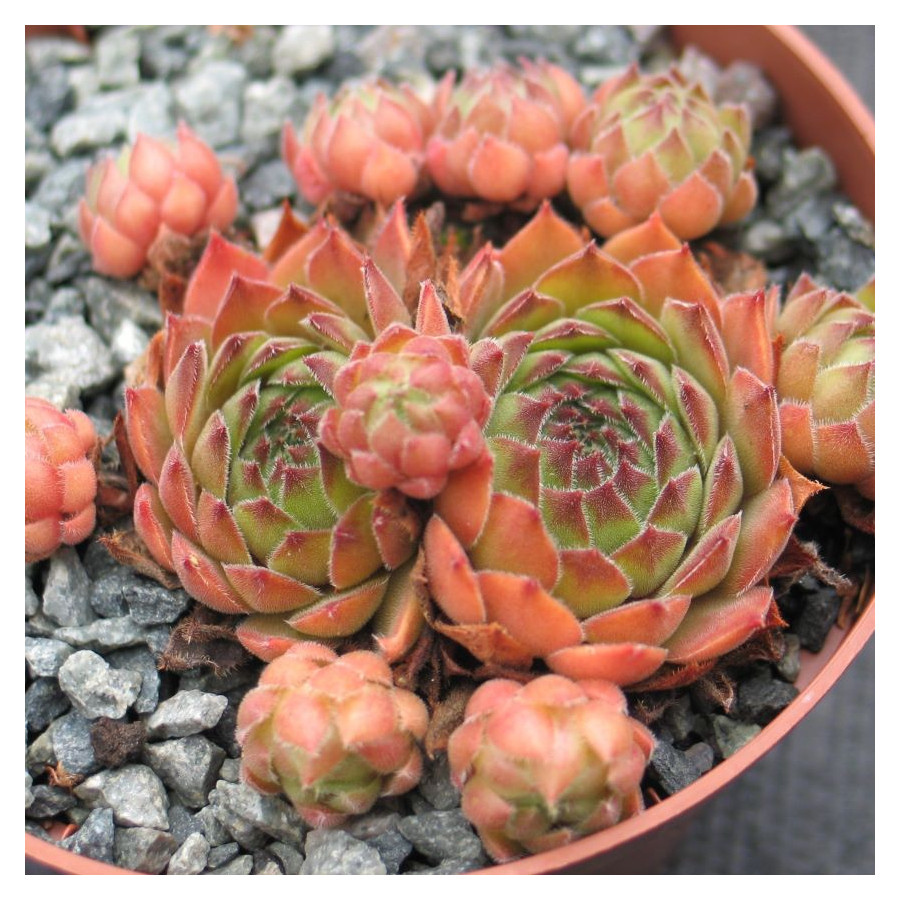 Sempervivum Purdy's 90-1 Rojnik