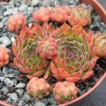 Sempervivum Purdy's 90-1...