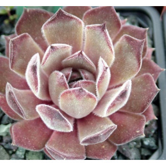 Sempervivum Purdy's 90-1...