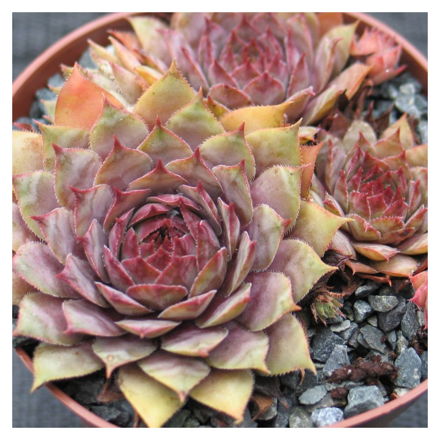 Sempervivum Purdy's 60-2 Rojnik