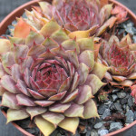 Sempervivum Purdy's 60-2...