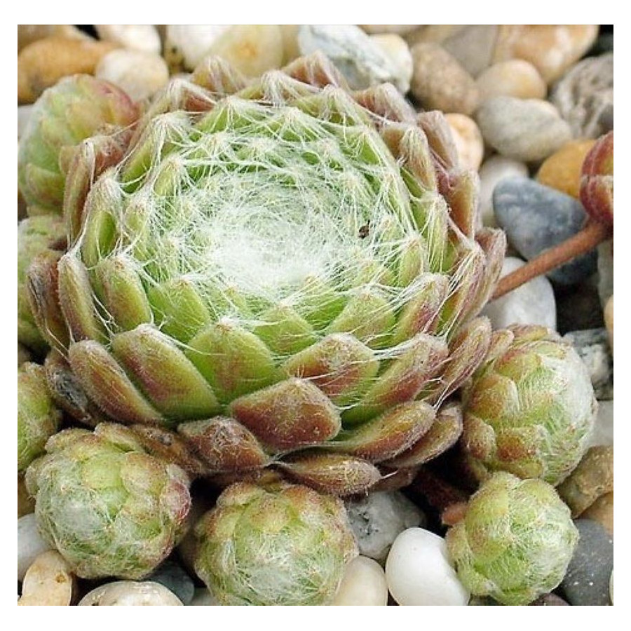 Sempervivum Punta Niva Rojnik