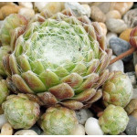 Sempervivum Punta Niva Rojnik