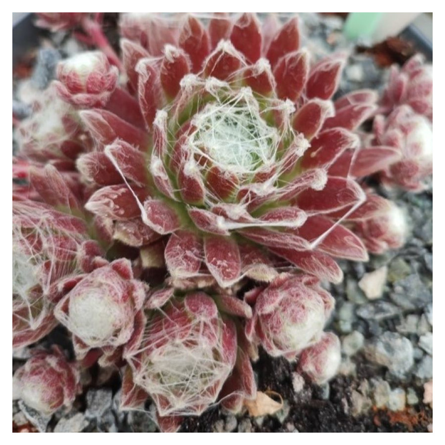 Sempervivum Puck Rojnik