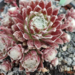 Sempervivum Puck Rojnik