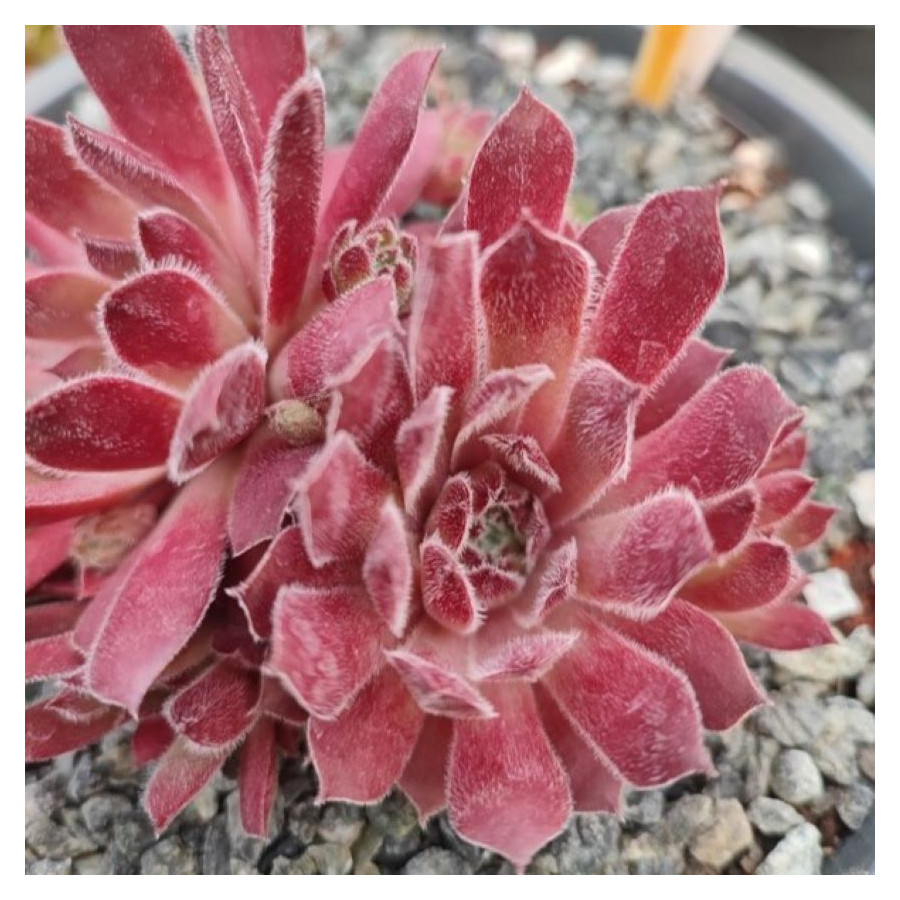 Sempervivum Prosecco Rojnik